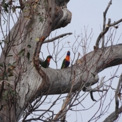 Trichoglossus moluccanus (Rainbow Lorikeet) at Mount Mugga Mugga - 28 Dec 2023 by Mike