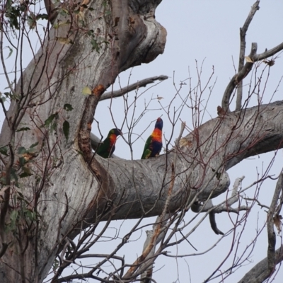 Trichoglossus moluccanus (Rainbow Lorikeet) at O'Malley, ACT - 28 Dec 2023 by Mike