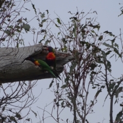 Trichoglossus moluccanus at GG243 - 29 Dec 2023