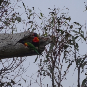 Trichoglossus moluccanus at GG243 - 29 Dec 2023