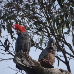 Callocephalon fimbriatum (Gang-gang Cockatoo) at Mount Mugga Mugga - 29 Dec 2023 by Mike