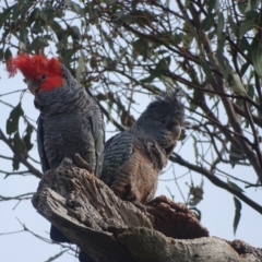 Callocephalon fimbriatum at Mount Mugga Mugga - 29 Dec 2023