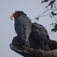 Callocephalon fimbriatum at Mount Mugga Mugga - 29 Dec 2023