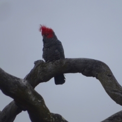 Callocephalon fimbriatum (Gang-gang Cockatoo) at Mount Mugga Mugga - 28 Dec 2023 by Mike