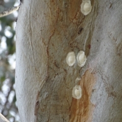 Eurybrachidae (family) (Unidentified planthopper) at O'Malley, ACT - 28 Dec 2023 by Mike