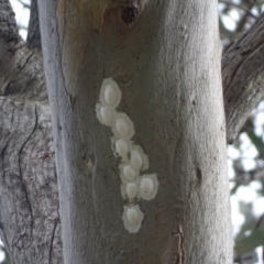 Eurybrachidae (family) at Mount Mugga Mugga - 29 Dec 2023 08:32 AM