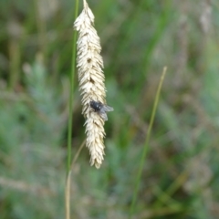 Muscidae (family) (Unidentified muscid fly) at Mount Mugga Mugga - 28 Dec 2023 by Mike