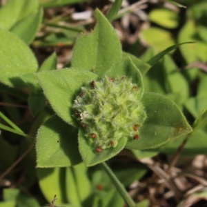 Richardia humistrata at Stroud, NSW - 26 Dec 2023