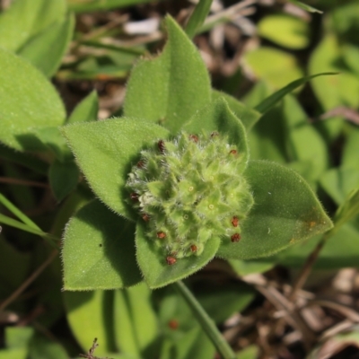 Richardia humistrata (Richardia Weed) at Stroud, NSW - 25 Dec 2023 by MaartjeSevenster