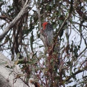 Callocephalon fimbriatum at Mount Mugga Mugga - 29 Dec 2023