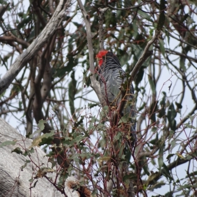 Callocephalon fimbriatum (Gang-gang Cockatoo) at O'Malley, ACT - 28 Dec 2023 by Mike