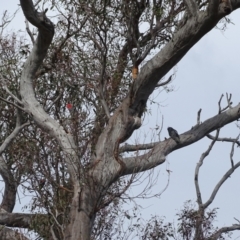 Callocephalon fimbriatum at Mount Mugga Mugga - 29 Dec 2023