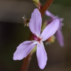 Stylidium sp. (Trigger Plant) at Mount Jerrabomberra - 29 Dec 2023 by DianneClarke