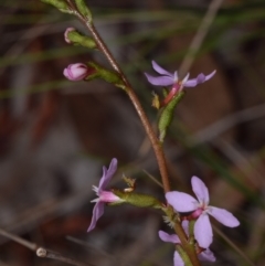 Stylidium sp. at QPRC LGA - 29 Dec 2023 01:20 PM