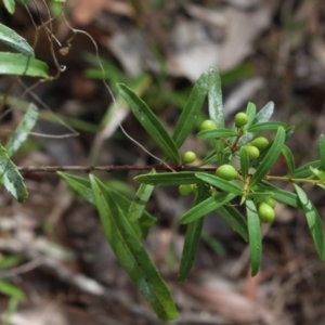 Denhamia silvestris at Stroud, NSW - 26 Dec 2023