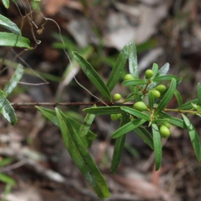 Denhamia silvestris (Narrow leaved Orangebark) at Stroud, NSW - 26 Dec 2023 by MaartjeSevenster