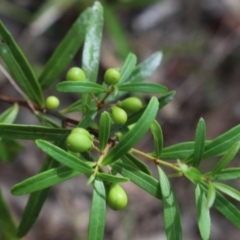 Denhamia silvestris at Stroud, NSW - 26 Dec 2023