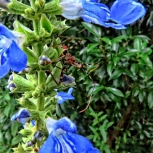 Pristhesancus plagipennis at Winston Hills, NSW - suppressed