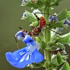Pristhesancus plagipennis at Winston Hills, NSW - suppressed