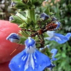Pristhesancus plagipennis at Winston Hills, NSW - suppressed