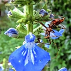 Pristhesancus plagipennis at Winston Hills, NSW - suppressed