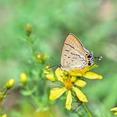 Jalmenus ictinus (Stencilled Hairstreak) at Campbell, ACT - 29 Dec 2023 by g4vpmuk