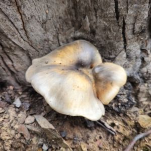 Omphalotus nidiformis at QPRC LGA - 29 Dec 2023