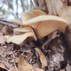 Omphalotus nidiformis at QPRC LGA - 29 Dec 2023