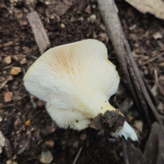 Omphalotus nidiformis at QPRC LGA - 29 Dec 2023