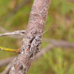 Disterna sp. (genus) (Longhorn beetle) at Captains Flat, NSW - 29 Dec 2023 by Csteele4