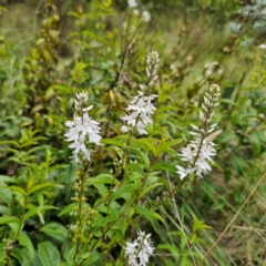 Veronica derwentiana subsp. derwentiana at QPRC LGA - 29 Dec 2023