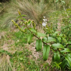 Veronica derwentiana subsp. derwentiana at QPRC LGA - 29 Dec 2023