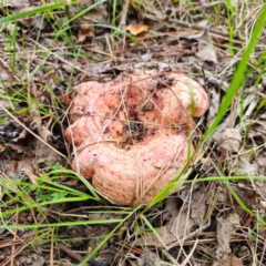 Lactarius deliciosus (Saffron Milkcap) at Captains Flat, NSW - 29 Dec 2023 by Csteele4