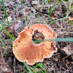 Lactarius deliciosus at QPRC LGA - 29 Dec 2023 05:38 PM