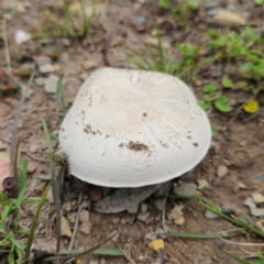 Agaricus sp. (Agaricus) at Captains Flat, NSW - 29 Dec 2023 by Csteele4