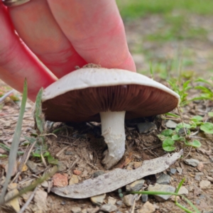 Agaricus sp. at QPRC LGA - 29 Dec 2023 05:18 PM