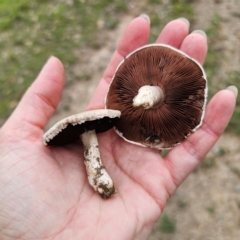 Agaricus sp. at QPRC LGA - 29 Dec 2023 05:18 PM