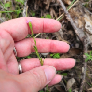 Vittadinia cuneata var. cuneata at QPRC LGA - 29 Dec 2023