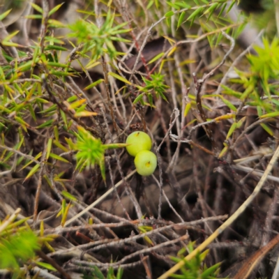 Acrotriche serrulata (Ground-berry) at Captains Flat, NSW - 29 Dec 2023 by Csteele4