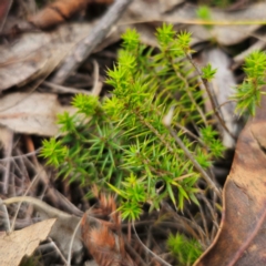 Acrotriche serrulata at QPRC LGA - 29 Dec 2023