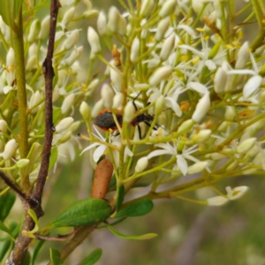 Gminatus australis at QPRC LGA - 29 Dec 2023