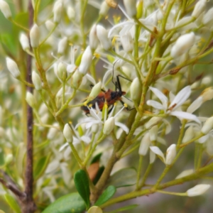 Gminatus australis at QPRC LGA - 29 Dec 2023