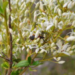 Gminatus australis at QPRC LGA - 29 Dec 2023