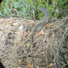 Varanus varius (Lace Monitor) at Yarragal, NSW - 29 Dec 2023 by Darcy