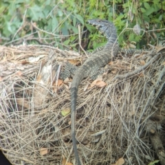 Varanus varius at Yarragal, NSW - 29 Dec 2023