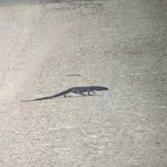 Varanus varius at Yarragal, NSW - suppressed