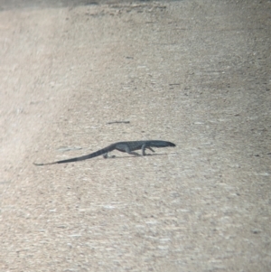 Varanus varius at Yarragal, NSW - suppressed
