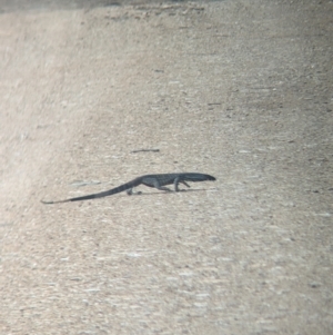 Varanus varius at Yarragal, NSW - 29 Dec 2023