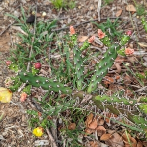 Opuntia aurantiaca at Yarragal, NSW - 29 Dec 2023