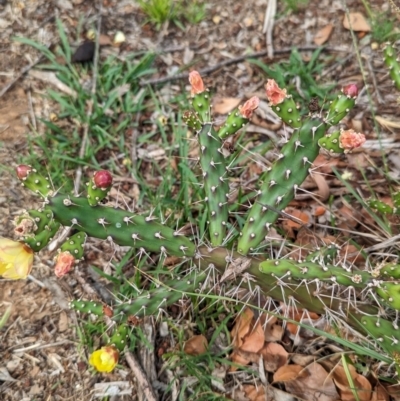 Opuntia aurantiaca (Tiger Pear) at Yarragal, NSW - 29 Dec 2023 by Darcy